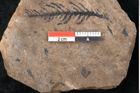 Foto (Detailansicht) von Araucaria sternbergii Goeppert (NHMW-GEO-2024-0188-8300)